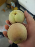 山东当季青州蜜桃新鲜脆甜可口毛桃冬桃产地直发-鲜集 青州蜜桃2粒尝鲜装 实拍图