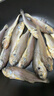鲜到鲜得 冷冻三去小黄鱼1155g(约50条)黄花鱼 生鲜 海鲜源头直发 实拍图