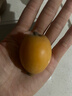 绿养道【顺丰快递】云南蒙自新鲜枇杷果 新鲜水果 净重 2斤 实拍图