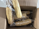 京鲜生 东北白糯玉米230g*8棒 新鲜甜糯玉米棒真空包装粘玉米 源头直发 实拍图