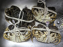 【活蟹】蟹宗大闸蟹鲜活螃蟹现货公5.8-6.1两母3.8-4.1两4对8只海鲜生鲜节日送礼礼盒 实拍图