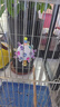 BIRDSTORY鹦鹉玩具解闷自嗨鸟玩具虎皮牡丹玄凤啃咬专用小玩具陪伴玩具大全 【黄色】益智啃咬玩具球 实拍图