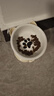 憨憨乐园猫碗陶瓷猫粮双碗斜口狗碗狗盆狗粮宠物幼猫咪吃饭食盆喝水喂食 实拍图