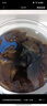 十月稻田东北秋木耳 150g 黑木耳 小碗耳 干木耳 肉厚无根 火锅煲汤食材 实拍图