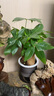 发财树盆栽大植物室内办公室桌面客厅小盆景招财树苗绿植花卉盆栽 三杆发财树 5-8cm【繁星吸水盆】 【送肥料】 实拍图