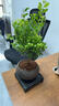 开时果 小叶赤楠盆景摆件 办公室桌面绿植花卉好养盆栽植物源头直发包邮 【推荐款】舍得紫砂盆+苔藓+底座 实拍图