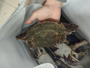 【冷冻】拾鲜生 梭子蟹鲜活冷冻特大螃蟹海蟹海鲜5斤 7-9两/只 25年新蟹 源头直发包邮 实拍图