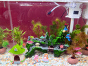 森森 超白玻璃智能桌面鱼缸一体缸自循环HE-480 实拍图