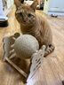 HELLOJOY逗猫咪玩具自嗨解闷猫抓板幼猫爪板小猫抓球耐抓不掉屑耐磨猫爬架 实拍图