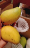 海南小台农芒果9斤新鲜现摘小台芒应当季时令热带水果整箱甜心芒 9斤净重8.5斤 【中果】实惠装 实拍图
