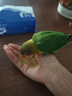 豪蚨虎皮鹦鹉说话小鸟活物观赏鸟宠物牡丹小太阳亲人玄风鹦鹉豪蚨 爱情鸟牡丹1只（公母备注） 实拍图