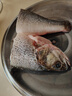 鲜活冲浪河鲈鱼400-500g/条 实拍图