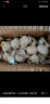 新鲜干蒜即食水果大蒜蔬菜小龙虾生蚝调料蒜 新干大蒜750g含箱 实拍图