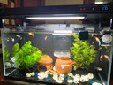 森悠（SARYOR）孔雀鱼纯种观赏鱼小型淡水好养热带鱼活体斑马金鱼凤尾鱼繁殖 美国全红2对+1对防损【3公3母】 实拍图