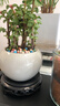 盆栽水培多肉植物室内花卉办公老桩绿植净化好养肉肉盆景 小金枝玉叶(丛生多枝)原盆 含盆 晒单实拍图