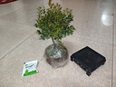 开时果 小叶赤楠盆景摆件 办公室桌面绿植花卉好养盆栽植物源头直发包邮 【推荐款】舍得紫砂盆+苔藓+底座 实拍图