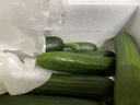京鲜生 山东荷兰水果黄瓜 净重3斤 单果70g+ 小青瓜 健康轻食 源头直发 实拍图