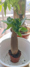 ⭐【包活】发财树盆栽鲜花绿植物办公室内吸甲醛绿萝文竹水培易养 【粗2-3cm】单杆发财树【原盆】 实拍图