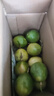 黄金百香果钦蜜9号新鲜当季现摘精选好果水果百香果鲜果酸甜可口 钦蜜9号黄金百香果 ＜40g小果 1斤 实拍图
