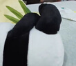 熊猫熊大熊猫毛绒玩具女孩熊猫玩偶娃娃公仔花花抱抱熊儿童毕业礼物男孩子布娃娃女生生日礼物女送女朋友同学陪睡觉抱枕仿真布偶小号创意摆件30cm 实拍图