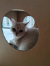 加仕高猫抓板窝瓦楞纸猫窝耐磨一体猫房子大号多猫封闭式双层猫咪纸箱屋 实拍图