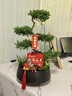 元族【2小时达】五层塔松盆栽青松绿植送老师乔迁新居开业盆景礼物 开业大吉【五层塔松盆景】 开业送礼推荐（花盆随机） 实拍图