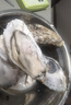 鲜京采 鲜活生蚝2XL 净重4斤 14-17只 鲜活到家 生鲜海鲜 源头直发 实拍图