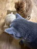 HELLOJOY逗猫咪玩具自嗨解闷猫抓板幼猫爪板小猫抓球耐抓不掉屑耐磨猫爬架 实拍图