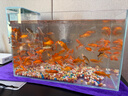 YEE超白鱼缸桌面客厅生态斗金鱼乌龟缸造景小型水草养鱼玻璃裸缸40cm 实拍图