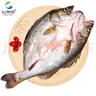 仙泉湖三去白蕉海鲈鱼1斤/条净膛冷冻刺少肉厚珠海特产500g生鲜食材 实拍图