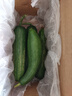 水果黄瓜无刺减肥好搭配可即食生鲜蔬菜 【尝鲜】 1斤 实拍图