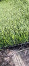 假草皮仿真草坪绿色地毯户外人造塑料人工仿生室外隔热围挡足球场 2.5厘米新升级加密加厚春草 【10平方】1米宽*10米长 实拍图
