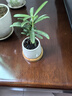 八芽迷你盆栽绿植室内桌面办公室好养花卉小盆景四季常青植物净化空气 罗汉松-白小雪梨盆-竹底托 带盆栽好 晒单实拍图
