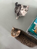 皇家室内成猫粮 I27 通用粮 12月以上 4.5KG 实拍图