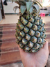 广东徐闻香水菠萝新鲜水果生鲜热带孕妇水果整箱包邮 【限时低价】1个装  单果650g起 实拍图