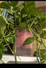 双盟绿萝盆栽除甲醛花卉绿植办公室新房净化空气180加仑4盆装源头直发 实拍图
