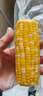 京鲜生甘肃水果玉米220g*8棒真空甜玉米棒低脂代餐免煮开袋即食源头直发 实拍图