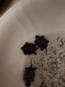 萌龟饲家中华黑腹金线 情侣一对草龟小乌龟活体水陆观赏中华草龟墨龟活物 2-3厘米幼崽 1只单身龟 实拍图