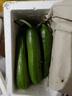 山东寿光水果黄瓜生吃脆新鲜荷兰青瓜当季无刺小黄瓜源头直发 精品水果黄瓜 2斤 实拍图