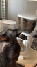 SMARTTAIL自动喂食器猫咪小型智能投喂器定时定量喂猫器猫粮狗粮远程喂食机 实拍图