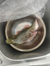 鲜活桂鱼400-500g 实拍图