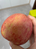 京鲜生山东烟台红富士苹果 净重5斤 单果85-90mm 生鲜水果 源头直发 实拍图