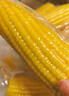 十月稻田 黄糯玉米 3.52斤(220g*8根) 25年新玉米 低脂粗粮 早餐 联名款 实拍图