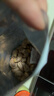 华味亨带衣腰果250g/袋 坚果炒货带皮烘焙盐焗口味团购零食 实拍图