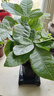 【带盆高度约15-25cm】发财树盆栽室内植物客厅办公室吸甲醛好养 单杆发财树+塑料节节高升盆+小方底座 花盆直径约8cm 实拍图