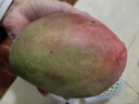 京鲜生杨枝甘露芒果 净重4.5斤 带箱5斤 单果500g+ 生鲜水果源头直发 实拍图