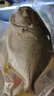 翔泰海南二去金鲳鱼700g/2条  去鳃去内脏烧烤生鲜鱼类  海鲜水产  实拍图