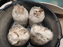 菇婆婆平菇蘑菇种植菌包菌棒盆栽食用菌种家庭趣味栽培阳台采新鲜的蘑菇 灰平菇【出口级-4袋装】 袋装 实拍图