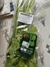 【有机】芹菜（西芹）400g 实拍图