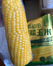 十月稻田 黄糯玉米 3.52斤(220g*8根) 25年新玉米 东北玉米 早餐 低脂粗粮 实拍图